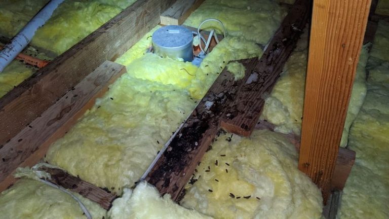 mouse droppings