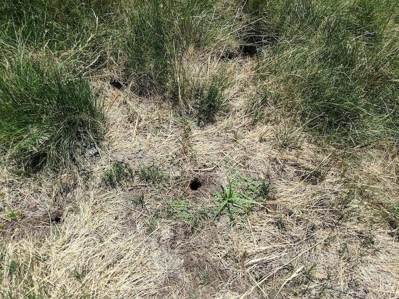 meadow voles garden damage