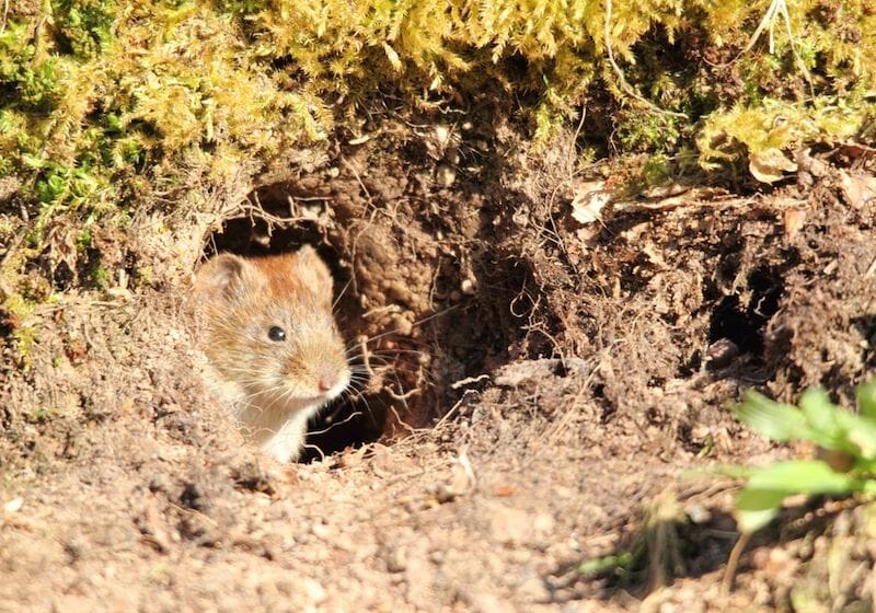 Vole Trapping - How to Trap Voles in the Yard, Lawn, Garden