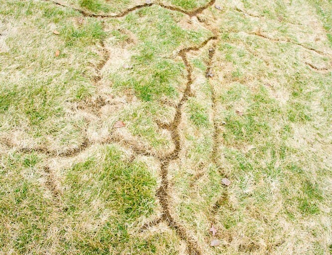 vole lawn damage