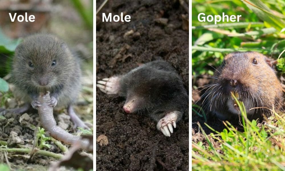 vole vs mole vs gopher