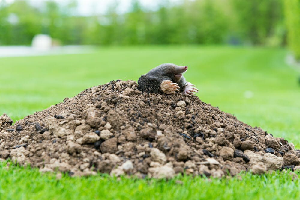 moles digging holes