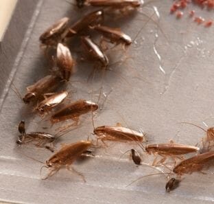 cockroach control