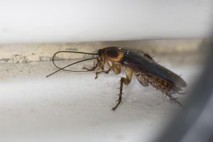 how to get rid of roaches in your home