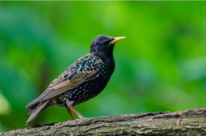How to Get Rid of Starlings Fast & Humanely: A Complete Guide [2023] -  Smith's Pest Management