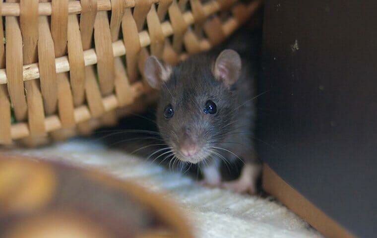 4 Natural Ways to Get Rid of Mice in Your Home