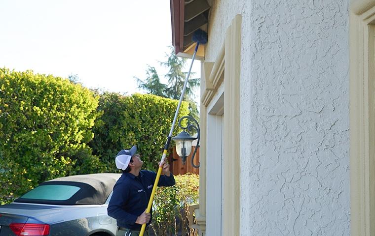 spider control- dewebbing-service