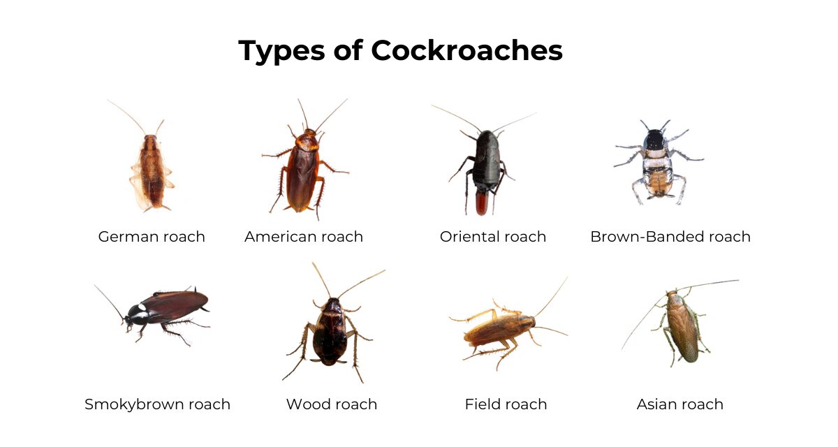 Types Of Roaches 