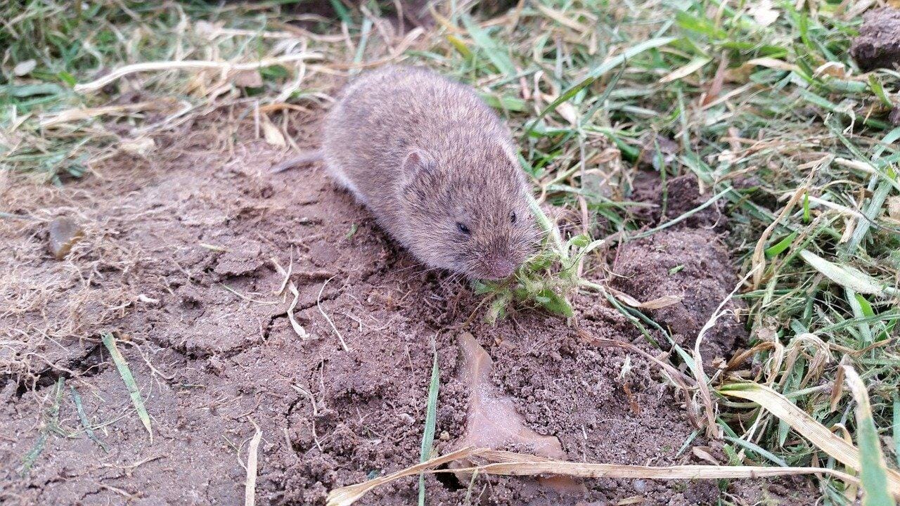 Controlling Vole Damage