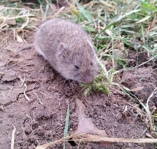 vole control