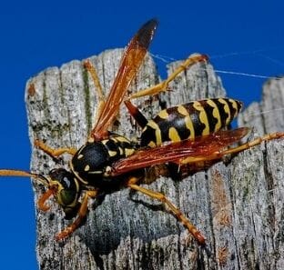 Yellowjackets and Wasps - San Mateo County Mosquito and Vector Control  District