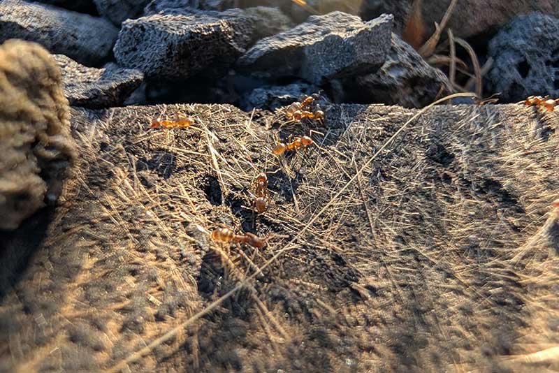 Ants on the ground