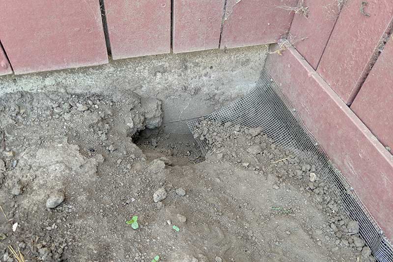 Ground squirrel digging under foundation