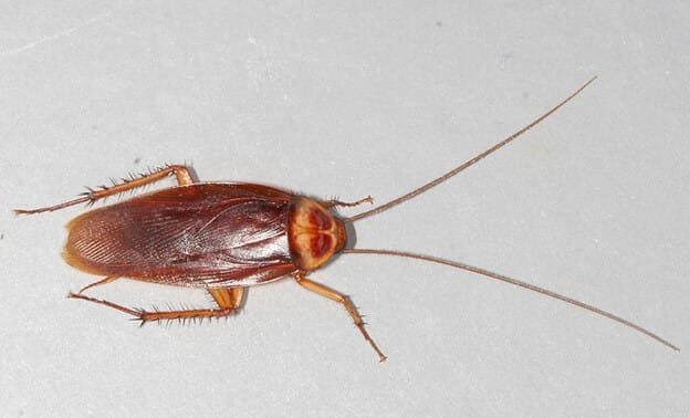american cockroach
