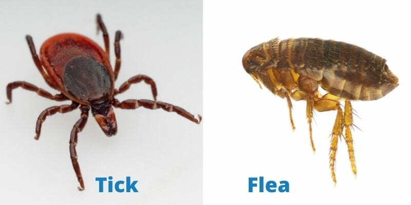 flea vs tick