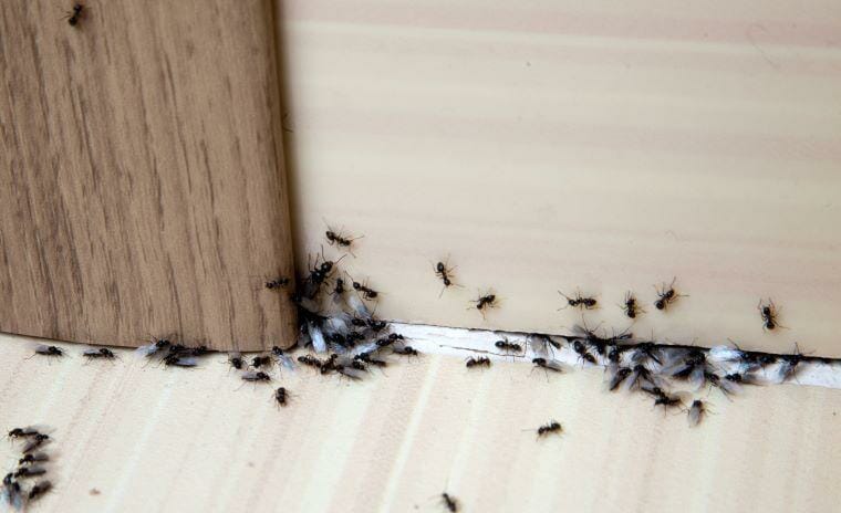 How To Get Rid Of Ants A Complete Guide 2024