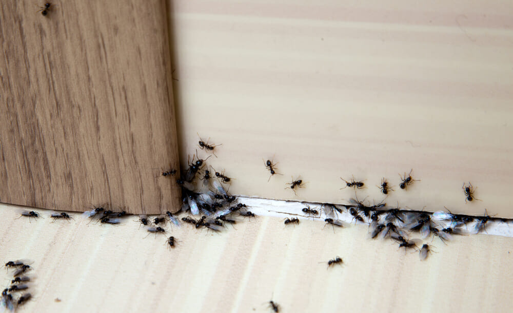 get rid of ants in the home