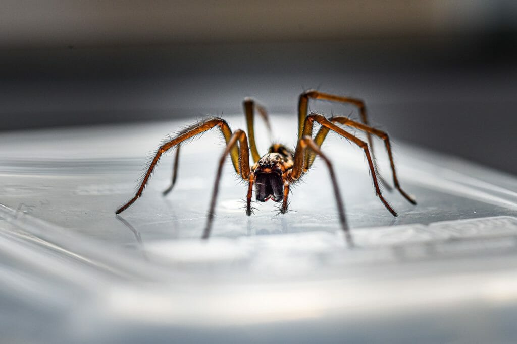 Spider Season Is Coming - These Are the Species to Be Worried About