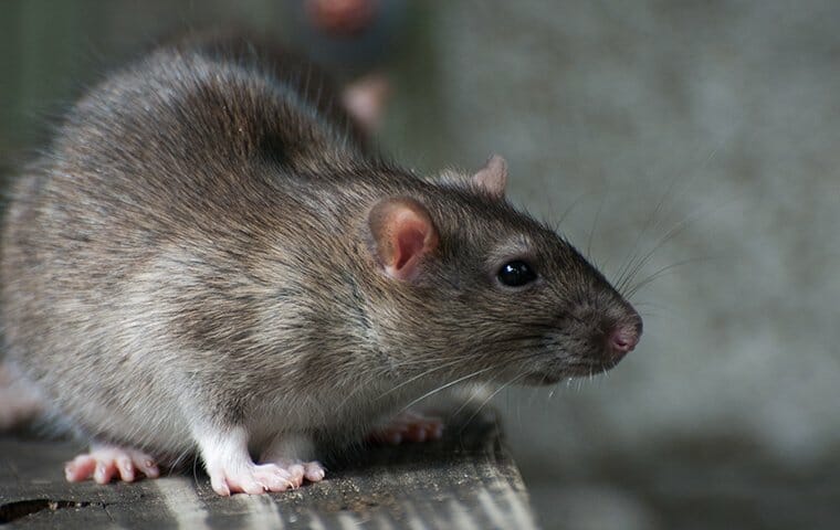 5 Proven Rat Removal Tips Every Homeowner Should Know