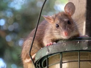 oakland rat