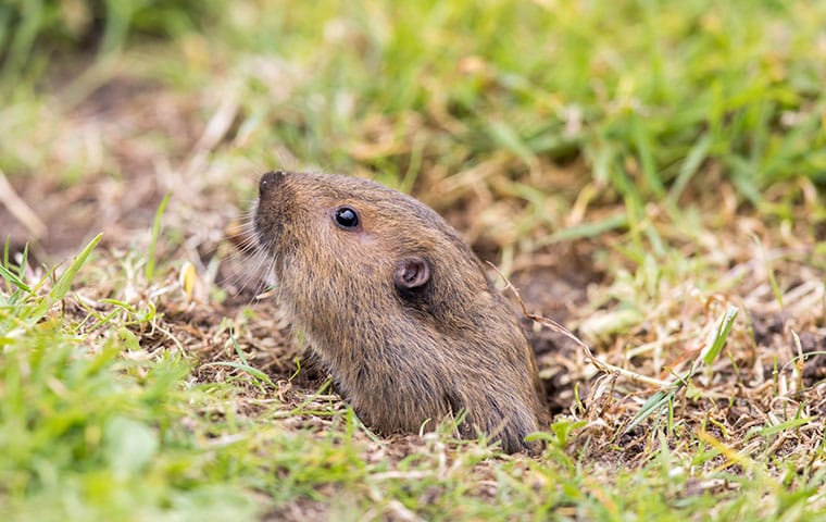 Gopher Lawn Damage