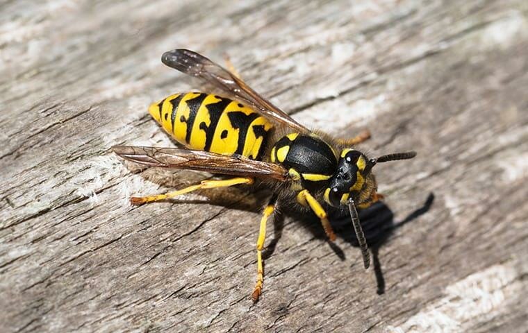 Yellow Jacket Wasps, Waco Pest Control & Termite Control