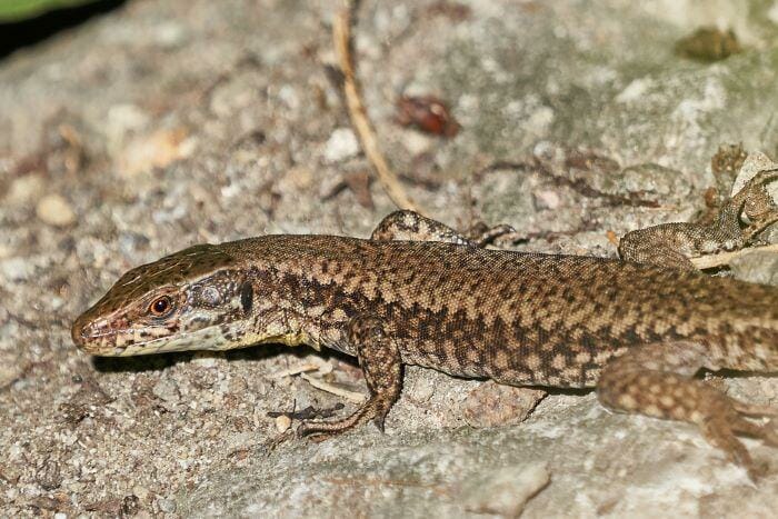 alligator lizard in california