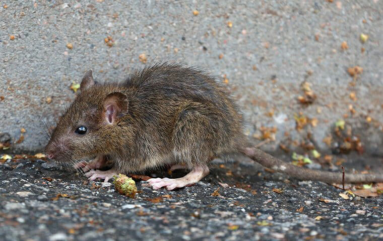 a young rat crawling outside a home