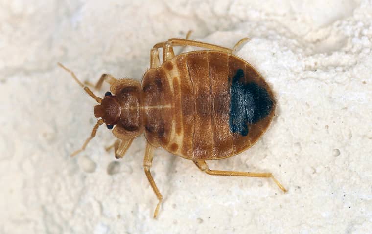 how to get rid of bed bugs on a tight budget