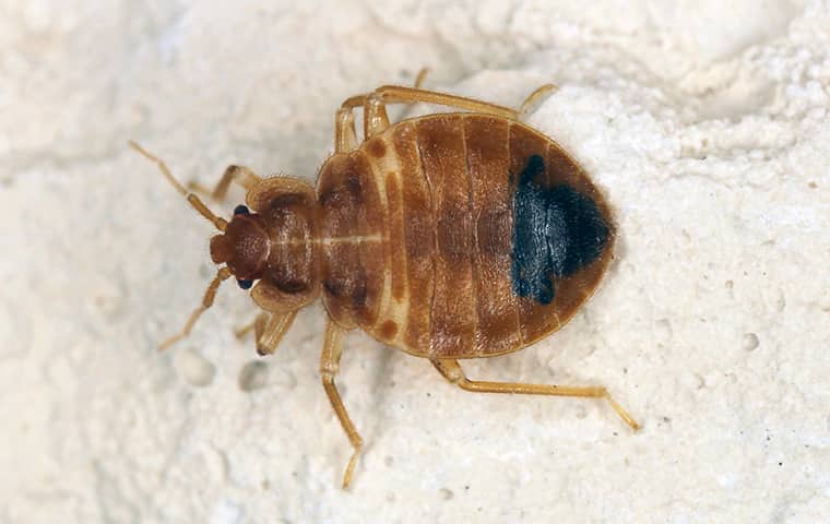 Bed Bug Infestation Treatment