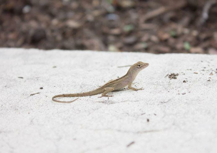 carolina anole lizard