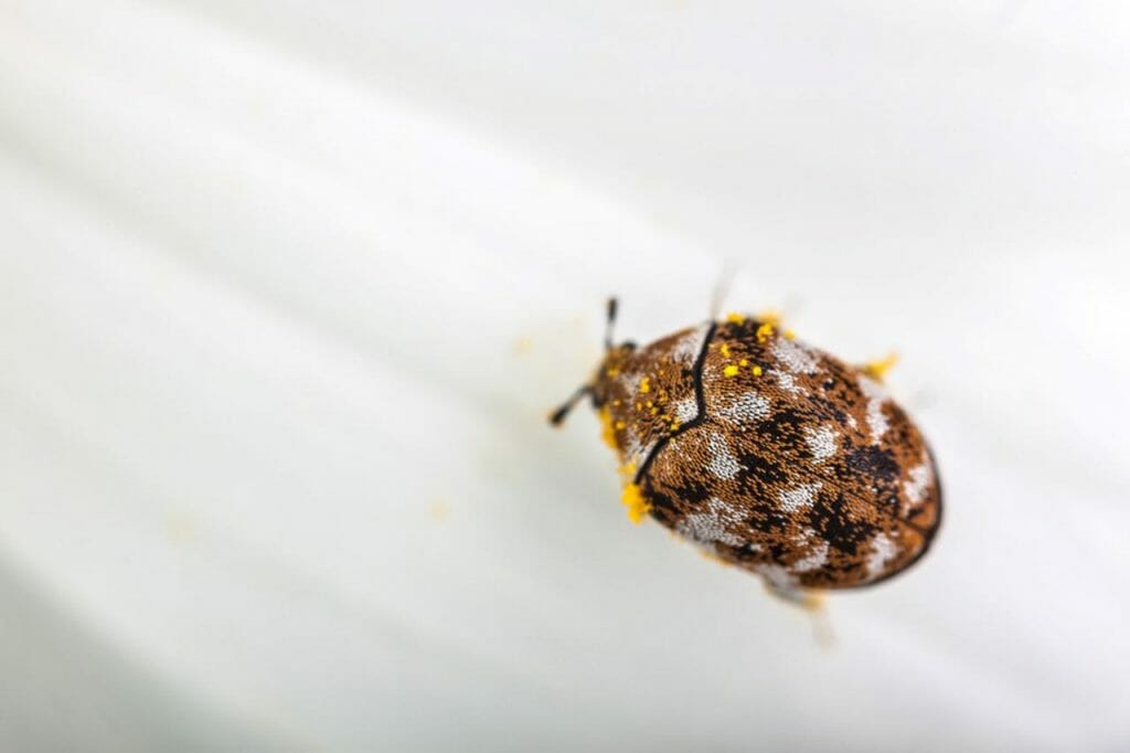 tiny beetles in house that fly