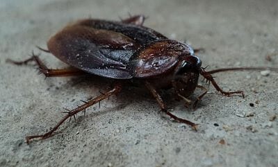 How To Get Rid Of Roaches In Your Home: A Complete Guide [2022]