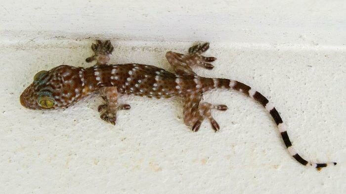 common house gecko in bathtub