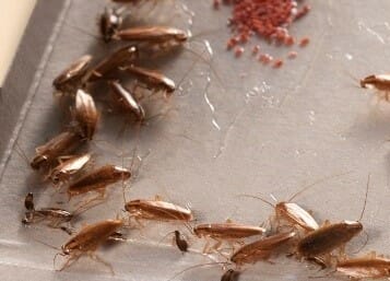 glue strips for cockroaches