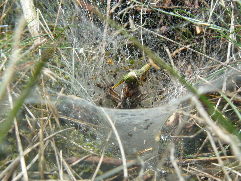 grass spider eating prey