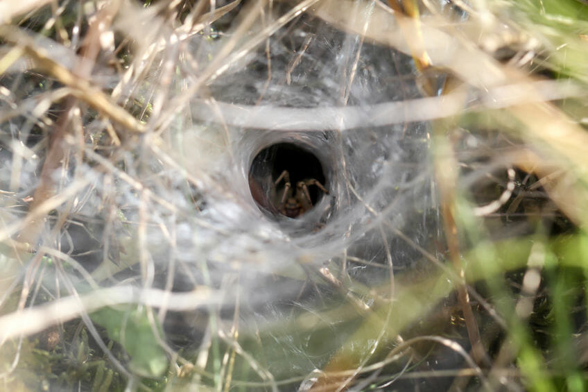 Spider webs store in grass