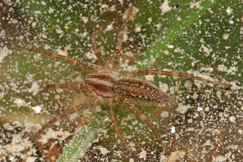 grass spider close up