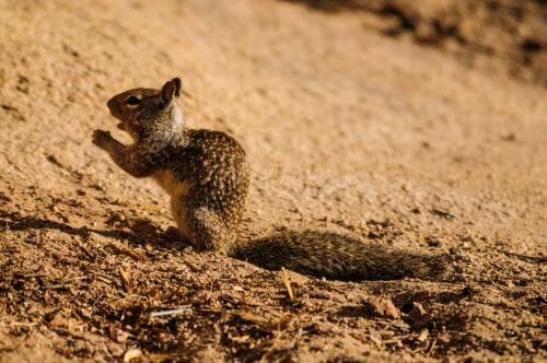 Essential Guide To Ground Squirrels In The San Francisco Bay Area