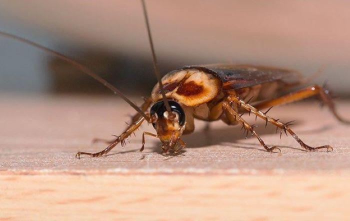 how to get rid of roaches in house