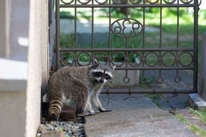 can racoons climb houses