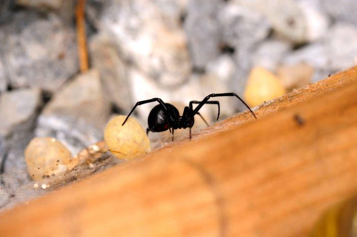 How to Get Rid of Spiders: Inside and Outside the House