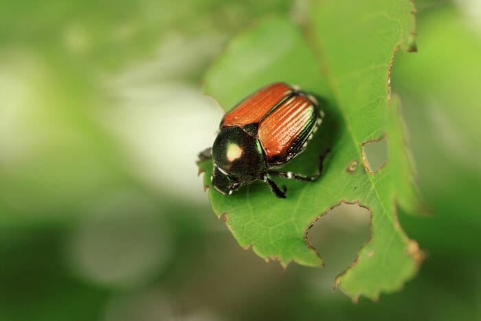 How to Get Rid of Beetles in Your Home & Yard [2024] - Smith's