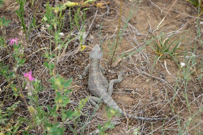 lizard in yard