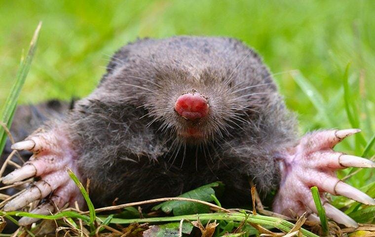 a mole poking up out of a burrow in a lawn