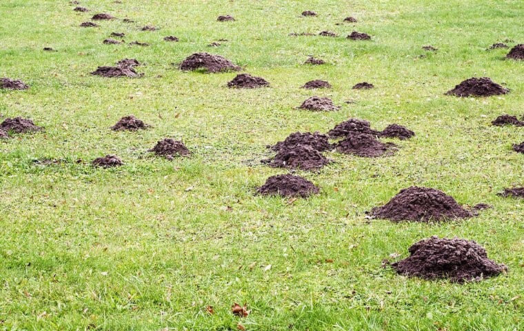 mole hills damaging a lawn