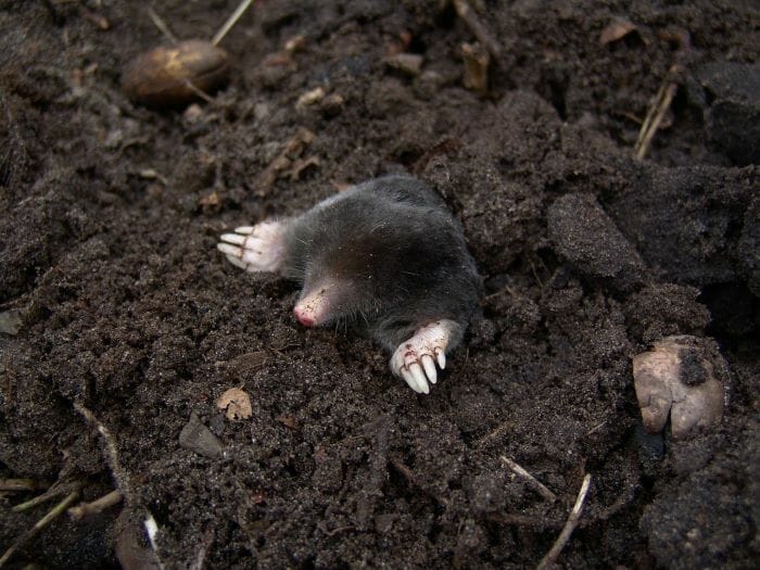 mole in dirt