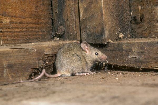 Image Of Mouse Trap Pest Control For Small Brown House Mouse Rodent Shown  Dead On In Plastic Mouse Trap After Being Humanely Killed With Broken Neck  Red And White Plastic Reusable Spring