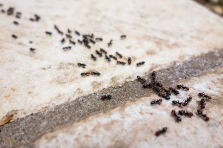 oakland ca pest problem