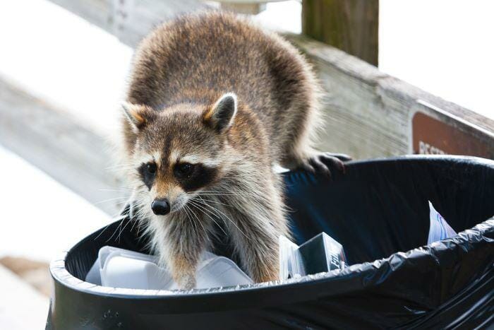 raccoon digging through trash in san francisco home